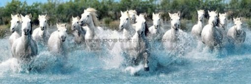 Poster - Camargue horses