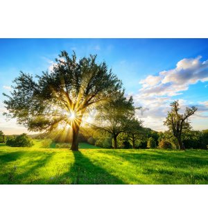 Vlies foto tapeta: Sunce iza stabla - 416x254 cm