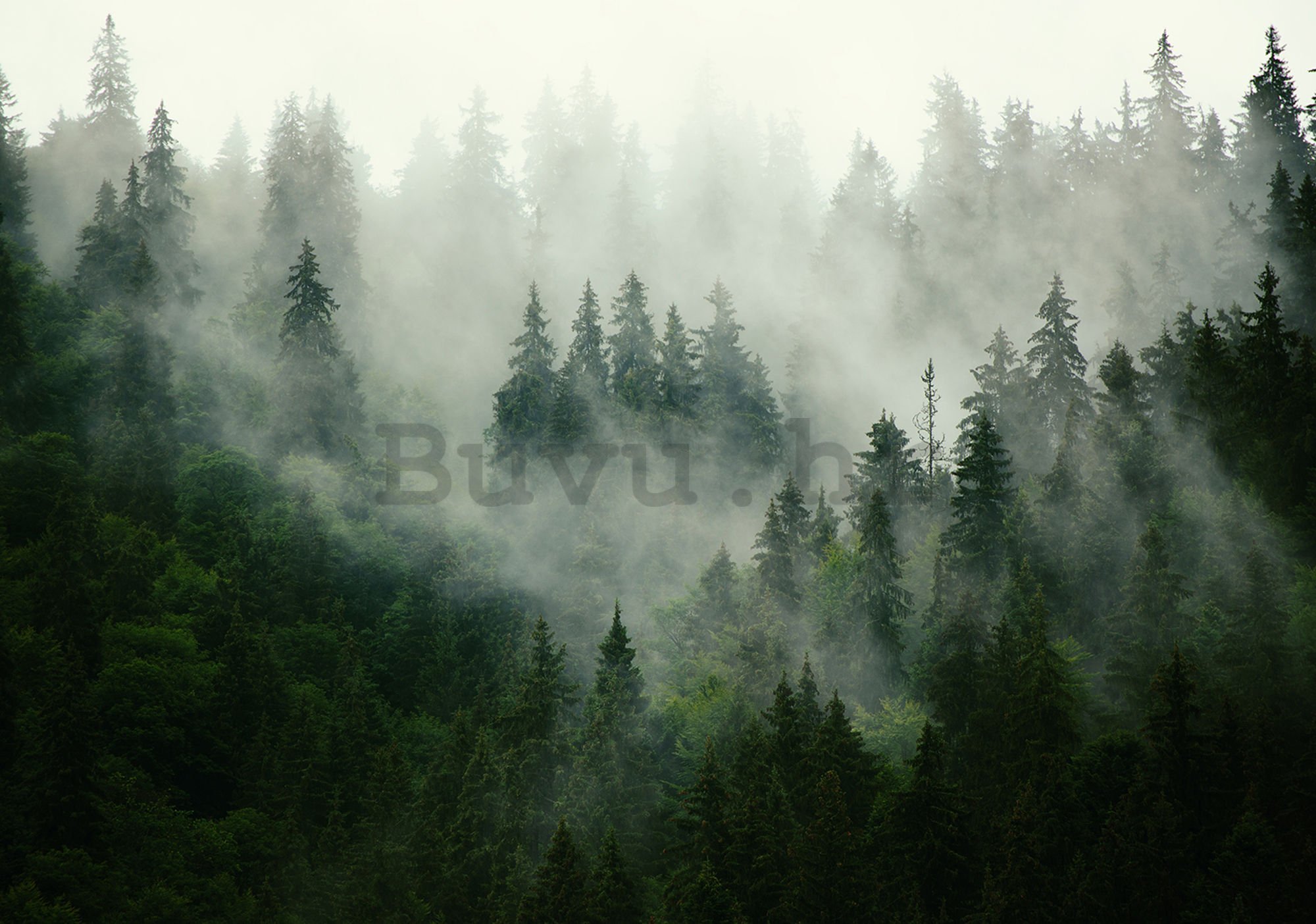 Vlies foto tapeta: Magla iznad šume (1) - 416x254 cm