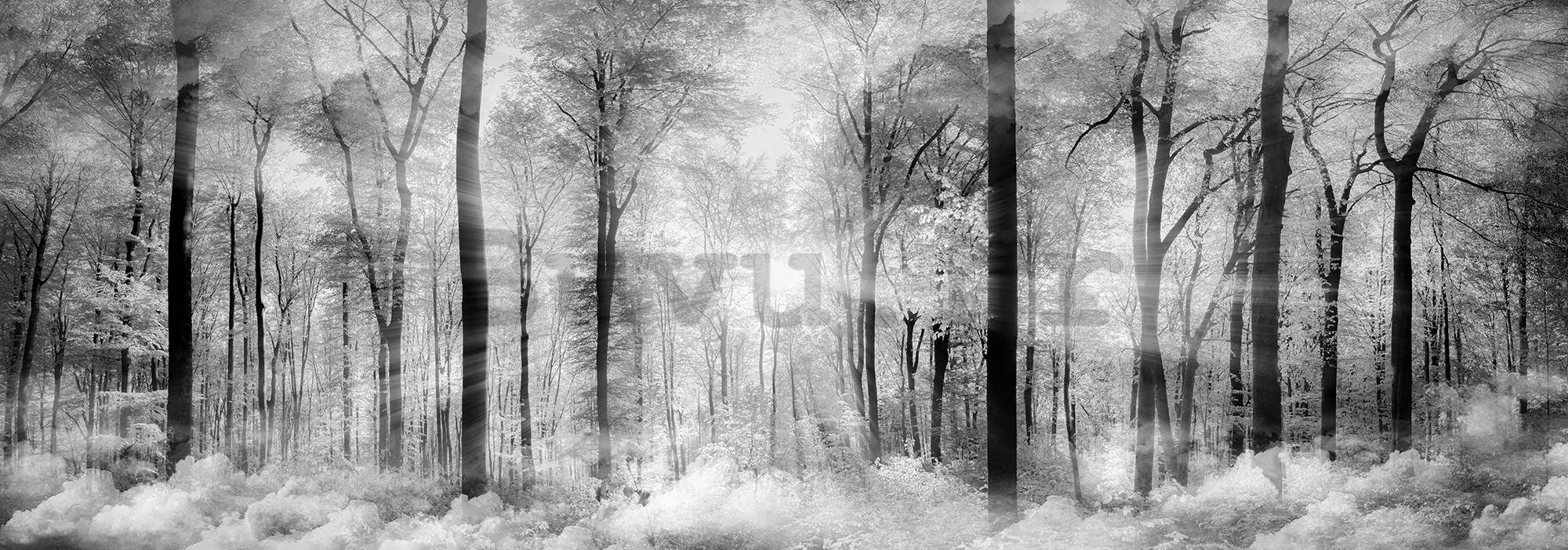 Foto tapeta: Crno-bijela šuma - 624x219 cm