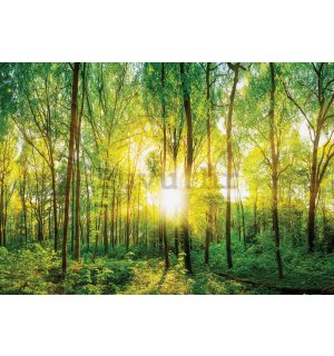 Vlies foto tapeta: Pogled kroz šumu - 184x254 cm