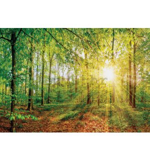Vlies foto tapeta: Pogled na šumu - 184x254 cm