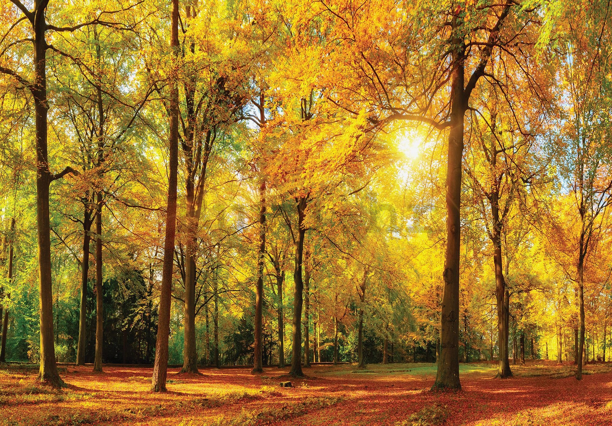Vlies foto tapeta: Palo lišće u šumi - 416x254 cm