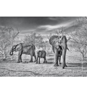 Foto tapeta: Crno-bijeli slonovi - 368x254cm