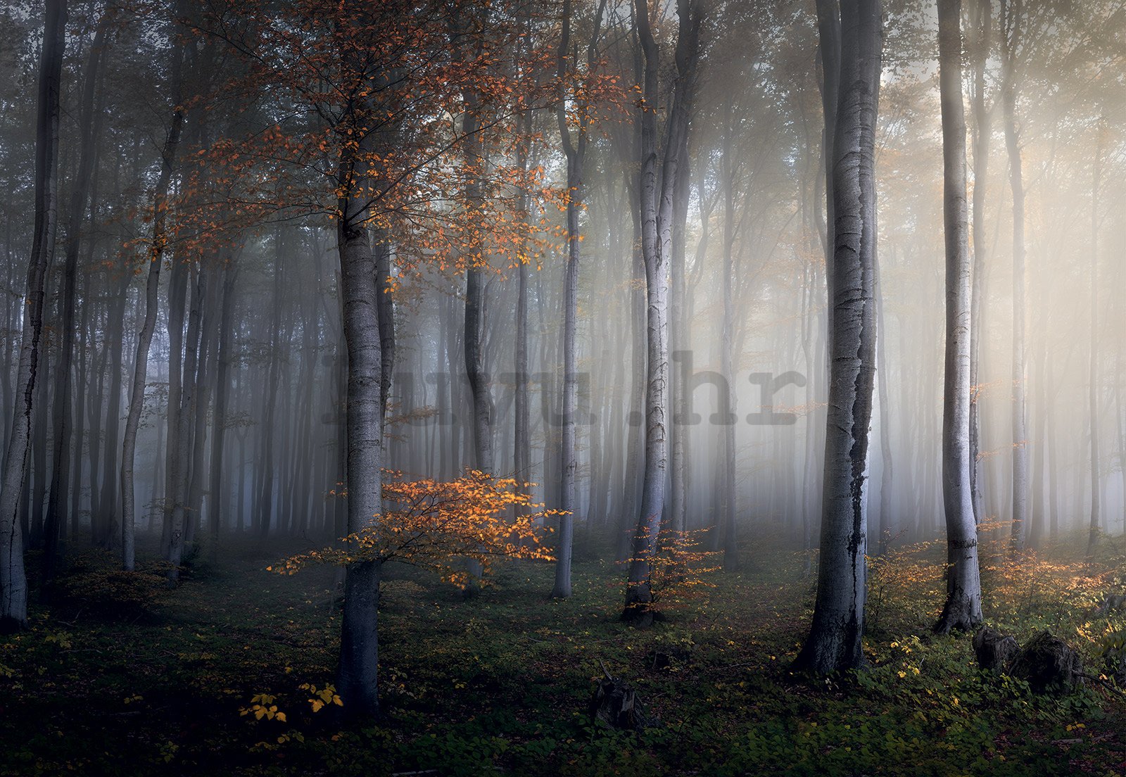 Foto tapeta Vlies: Šuma u magli (2) - 368x254cm