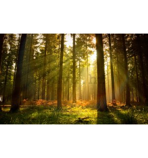 Foto tapeta Vlies: Izlazak sunca u šumi - 312x219cm