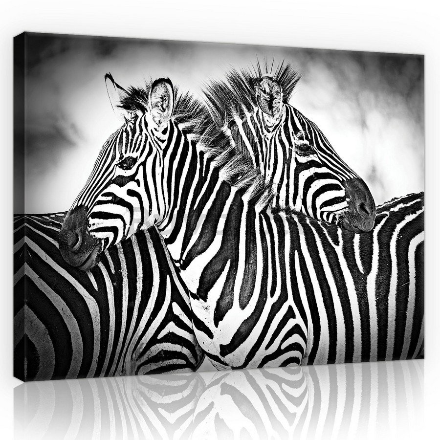 Slika na platnu: Zebra (1) - 75x100 cm