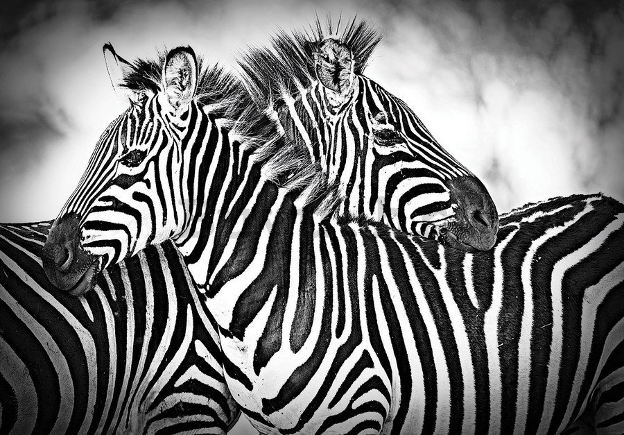 Slika na platnu: Zebra (1) - 75x100 cm