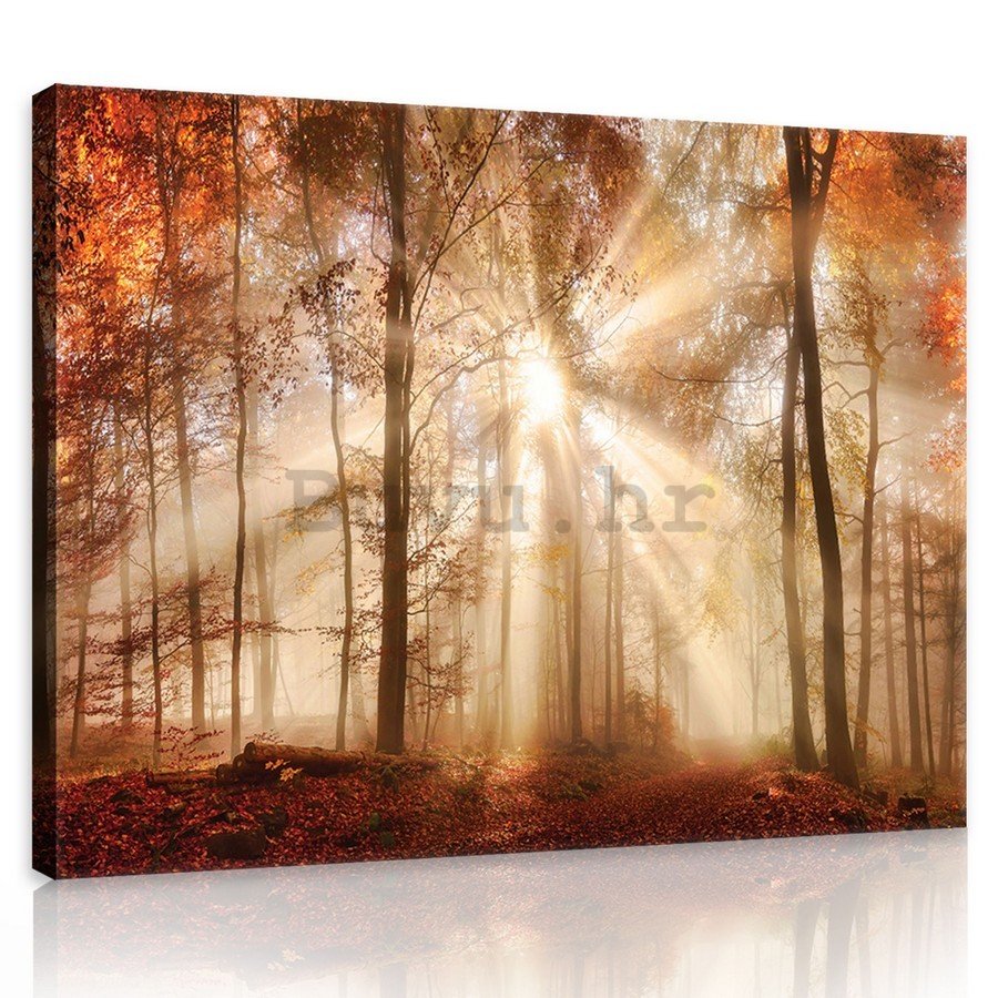 Slika na platnu: Svitanje u šumi - 75x100 cm