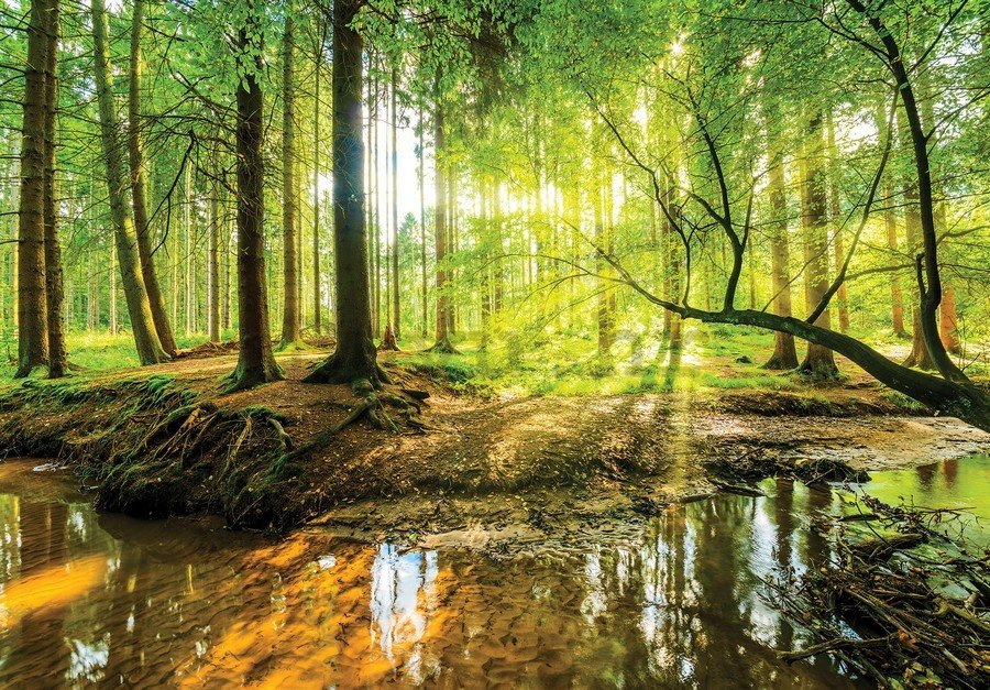 Slika na platnu: Poplavna šuma - 75x100 cm
