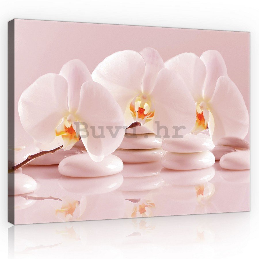 Slika na platnu: Ružičaste orhideje - 75x100 cm