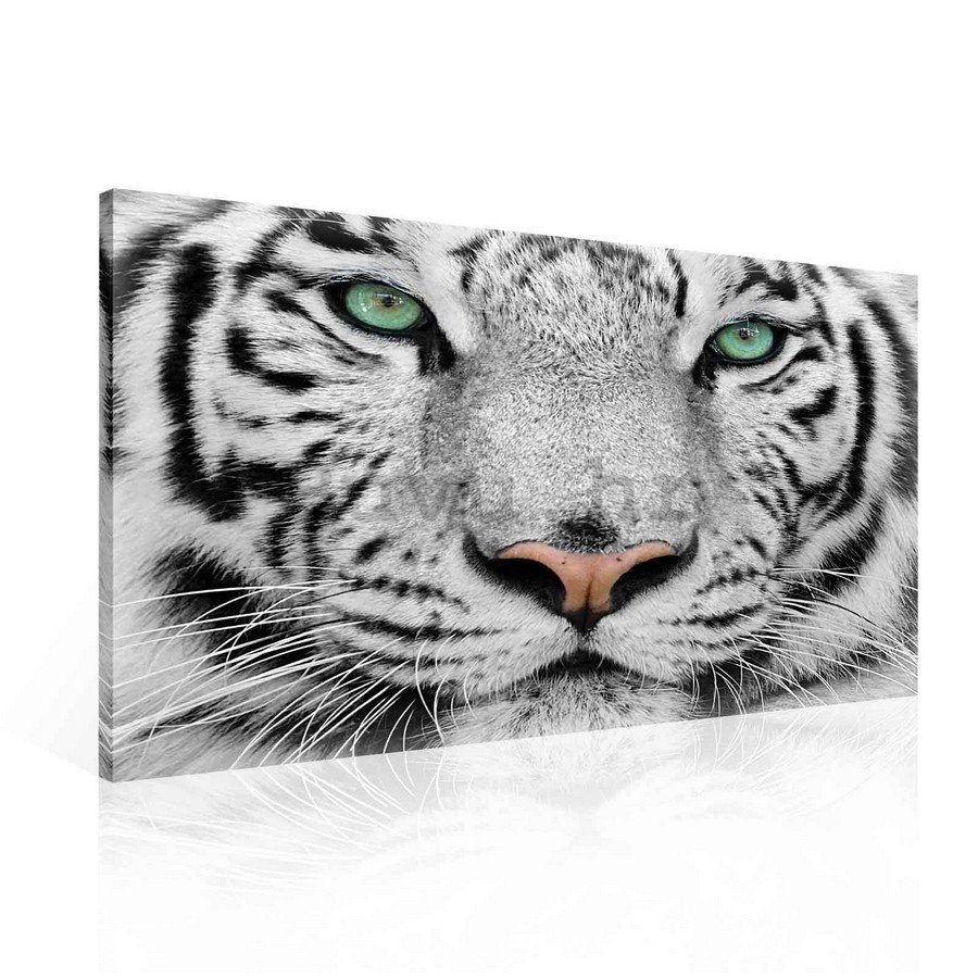 Slika na platnu: Bijeli tigar - 75x100 cm