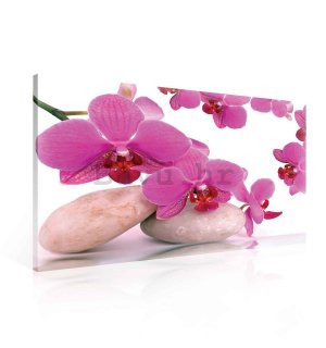 Slika na platnu: Orhideja i kamenje - 75x100 cm
