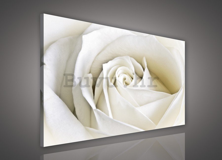 Slika na platnu: Bijela ruža (2) - 75x100 cm