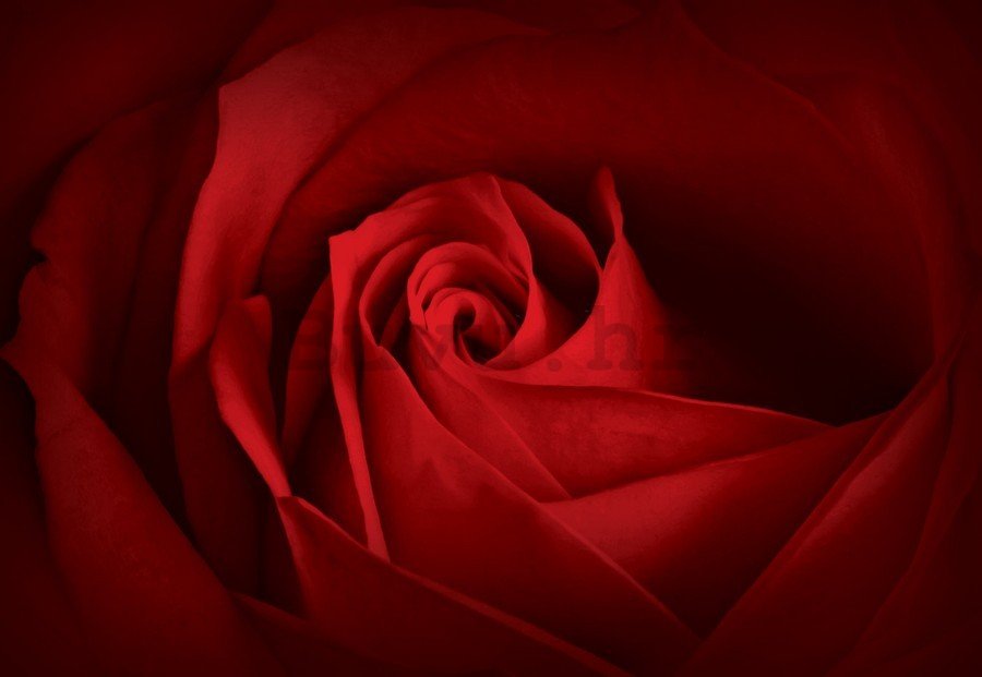 Slika na platnu: Detalj crvene ruže (2) - 75x100 cm