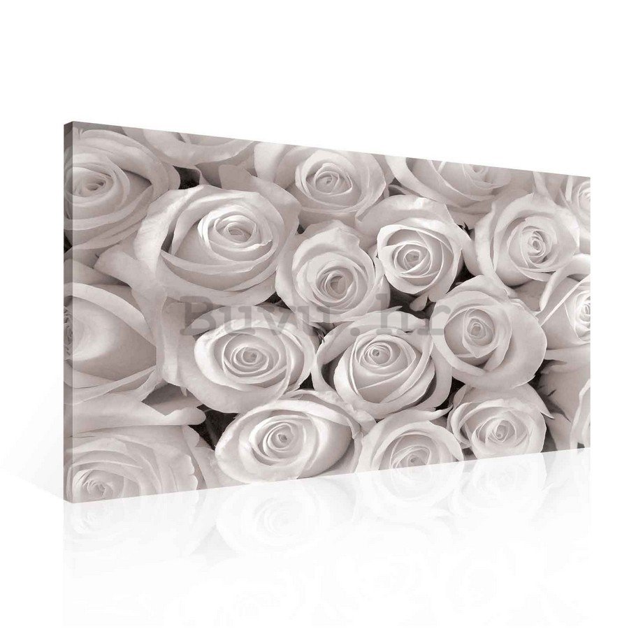 Slika na platnu: Bijela ruža - 75x100 cm