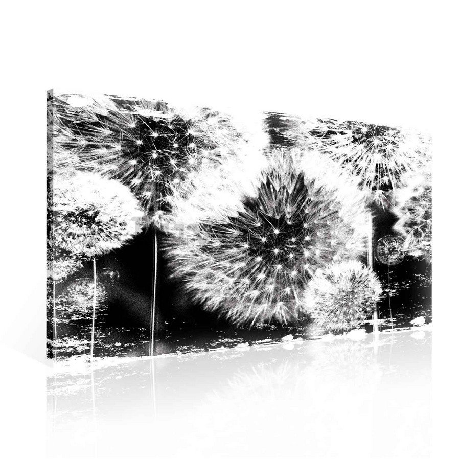 Slika na platnu: Maslačci (crno-bijeli) - 75x100 cm