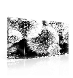 Slika na platnu: Maslačci (crno-bijeli) - 75x100 cm