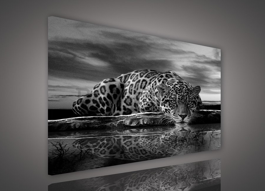 Slika na platnu: Jaguar (crno-bijeli) - 75x100 cm
