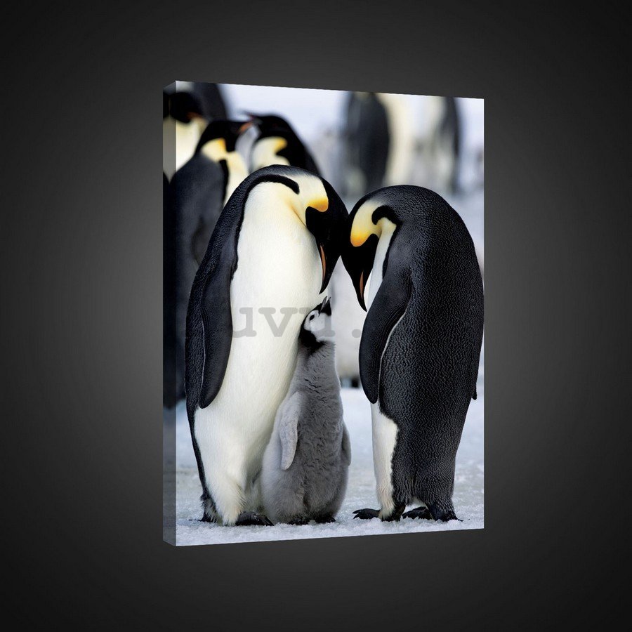 Slika na platnu: Pingvini Carski (1) - 75x100 cm