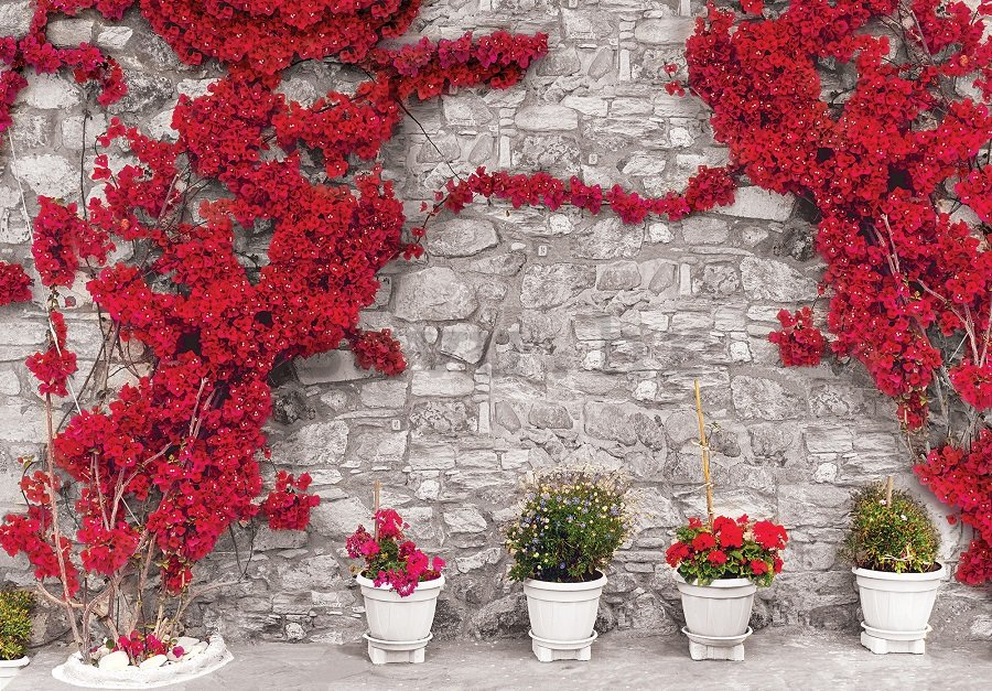 Slika na platnu: Crveni cvjetni zid - 75x100 cm