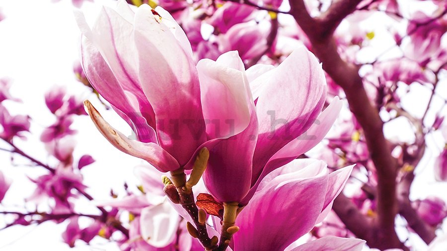 Slika na platnu: Ružičasta magnolija - 75x100 cm
