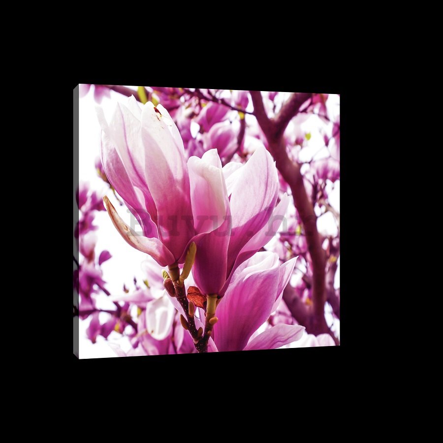 Slika na platnu: Ružičasta magnolija - 75x100 cm