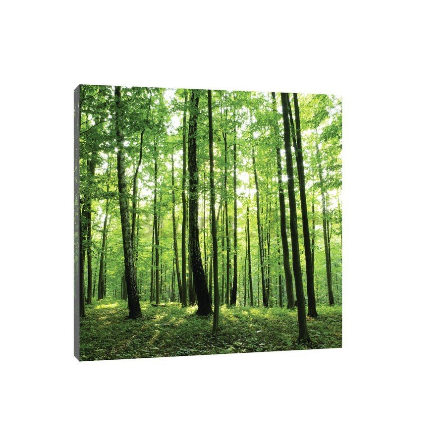 Slika na platnu: Šuma (2) - 75x100 cm