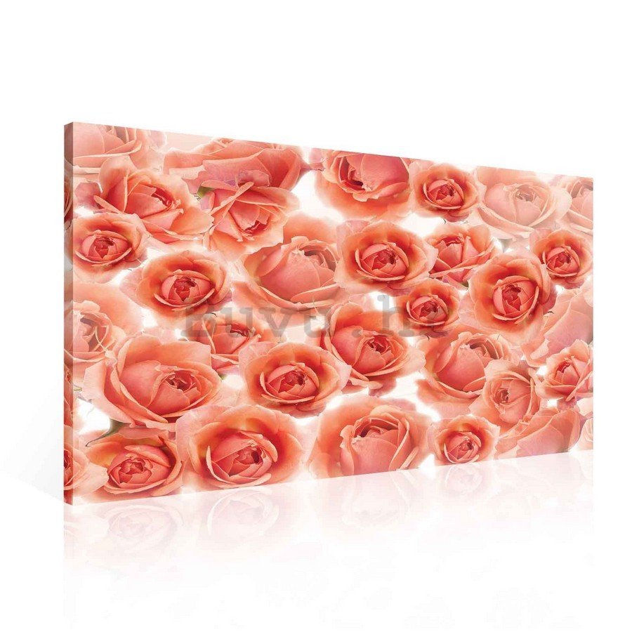 Slika na platnu: Crvene i ružičaste ruže - 75x100 cm