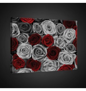 Slika na platnu: Bijele i crvene ruže (1) - 75x100 cm