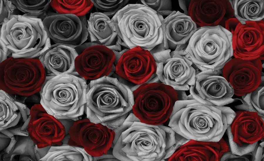 Slika na platnu: Bijele i crvene ruže (1) - 75x100 cm