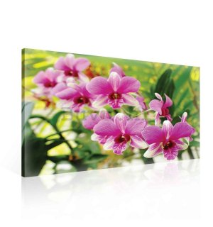 Slika na platnu: Orhideja (3) - 75x100 cm
