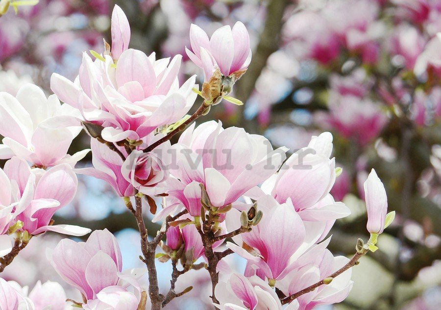 Slika na platnu: Ružičasto cvijeće - 75x100 cm