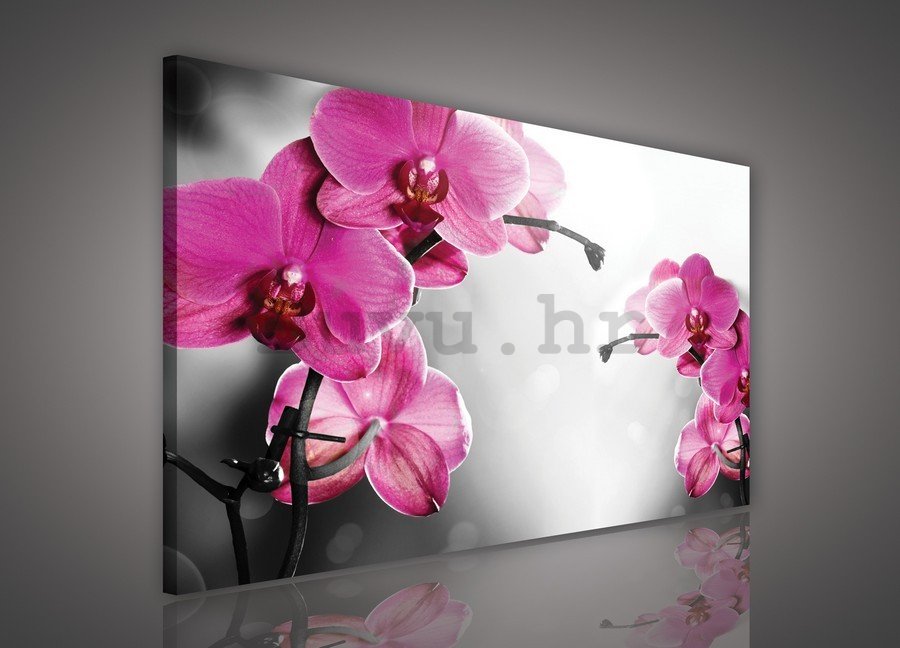 Slika na platnu: Orhideja na sivoj pozadini - 75x100 cm