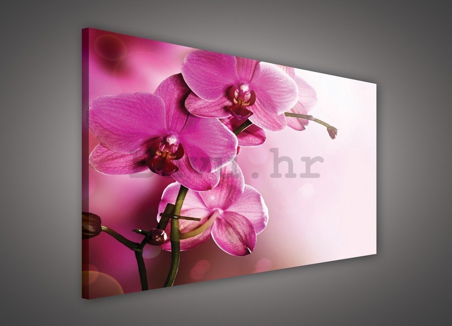 Slika na platnu: Orhideja (4) - 75x100 cm