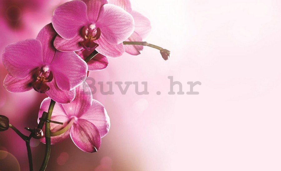 Slika na platnu: Orhideja (4) - 75x100 cm