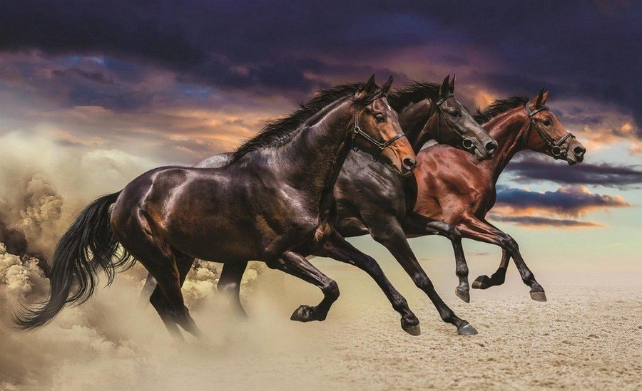 Slika na platnu: Galopirajući konji - 75x100 cm