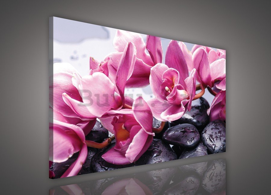 Slika na platnu: Spa kamenje i ružičaste orhideje - 75x100 cm