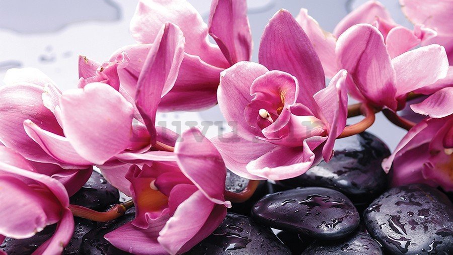 Slika na platnu: Spa kamenje i ružičaste orhideje - 75x100 cm