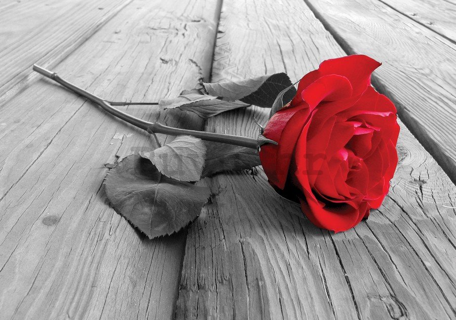 Slika na platnu: Crvena ruža - 75x100 cm