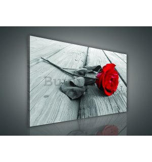 Slika na platnu: Crvena ruža - 75x100 cm