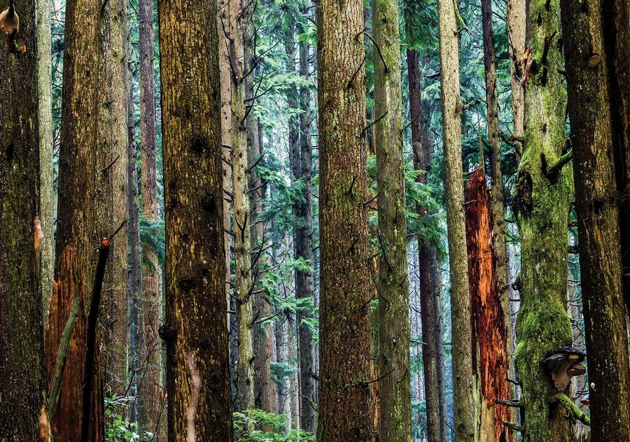 Slika na platnu: Igličasta šuma - 75x100 cm
