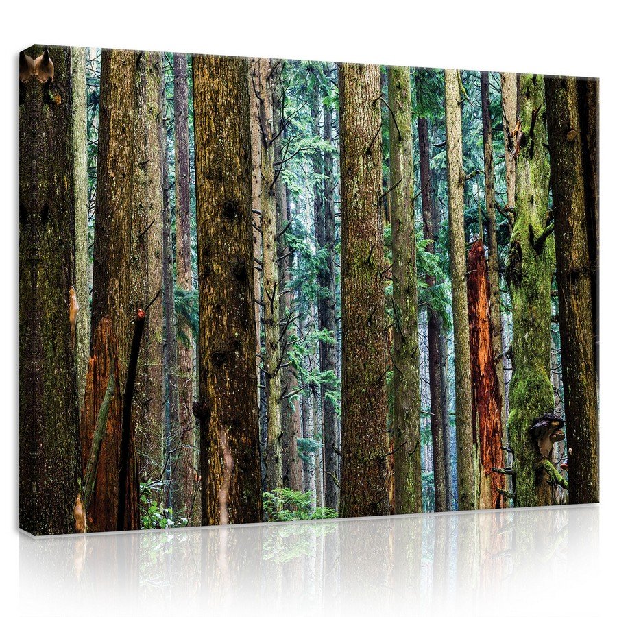 Slika na platnu: Igličasta šuma - 75x100 cm