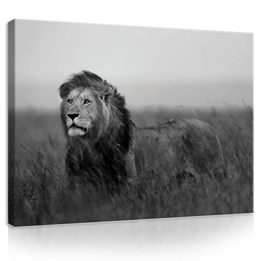 Slika na platnu: Lav (crnobijeli) - 75x100 cm