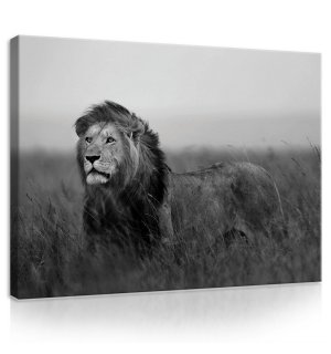 Slika na platnu: Lav (crnobijeli) - 75x100 cm