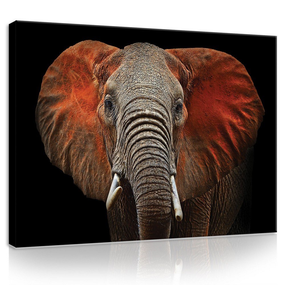 Slika na platnu: Slon (detalj) - 75x100 cm