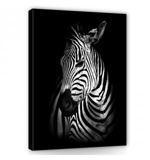 Slika na platnu: Zebra (2) - 100x75 cm