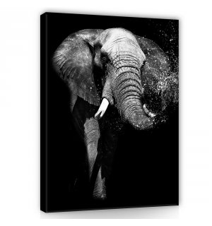 Slika na platnu: Crnobijeli slon - 100x75 cm