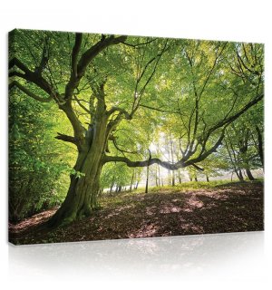 Slika na platnu: Sunce u šumi (5) - 75x100 cm
