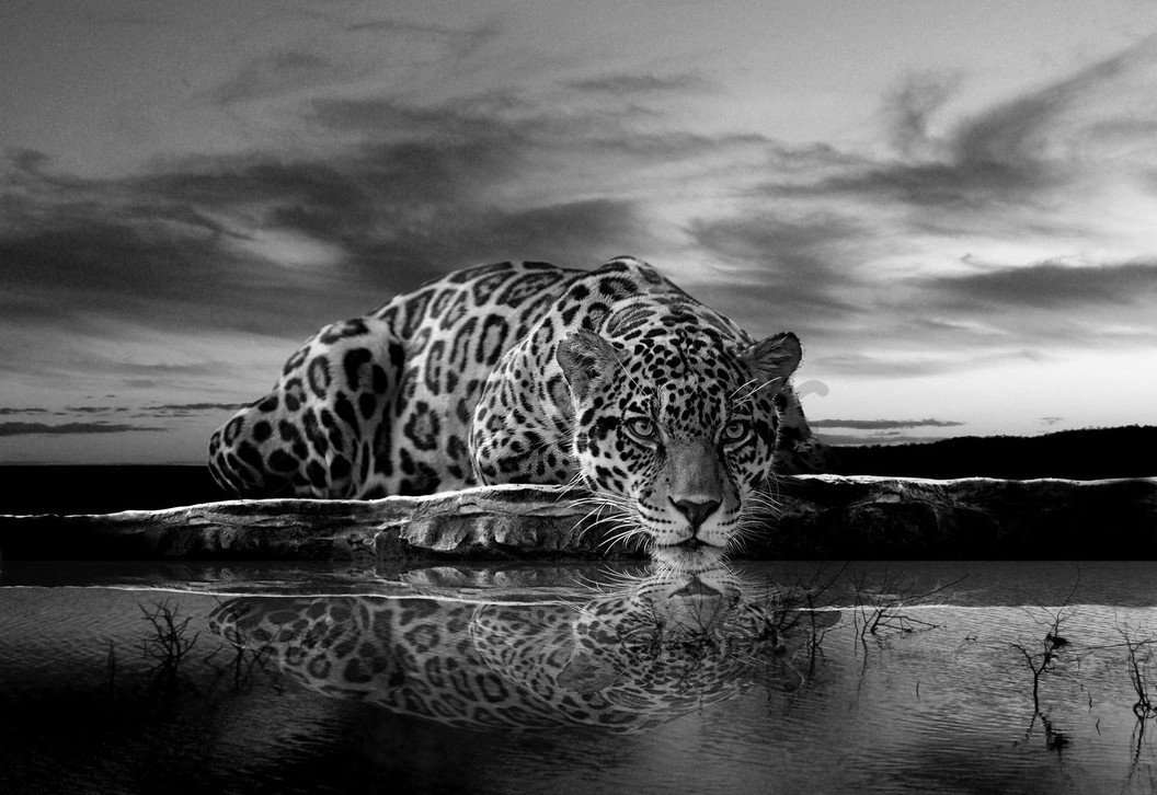 Foto tapeta Vlies: Jaguar (crno-bijeli) - 254x368 cm